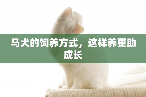 馬犬的飼養方式，這樣養更助成長
