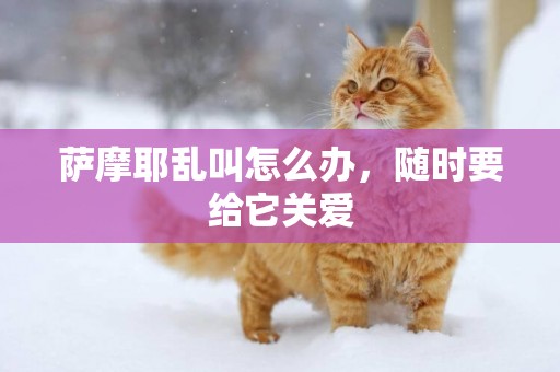 薩摩耶亂叫怎么辦，隨時要給它關愛