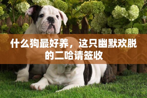 什么狗最好養，這只幽默歡脫的二哈請簽收