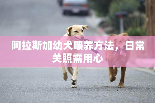 阿拉斯加幼犬喂養方法，日常關照需用心