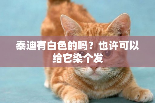 泰迪有白色的嗎？也許可以給它染個發
