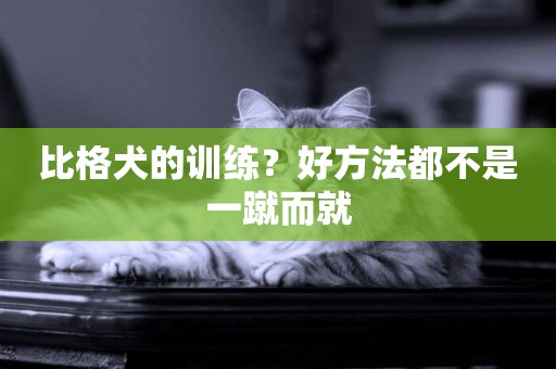 比格犬的訓練？好方法都不是一蹴而就