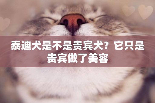 泰迪犬是不是貴賓犬？它只是貴賓做了美容