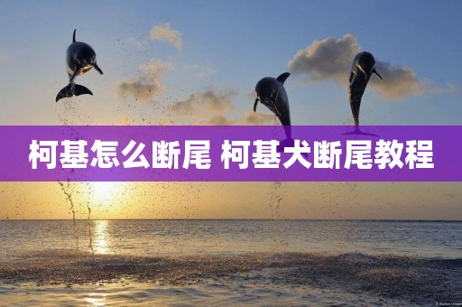 柯基怎么斷尾 柯基犬斷尾教程