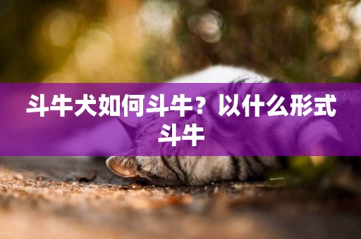 斗牛犬如何斗牛？以什么形式斗牛