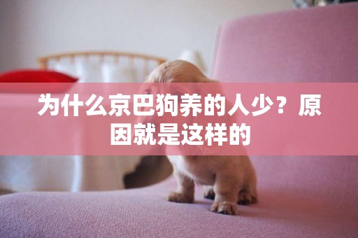 為什么京巴狗養的人少？原因就是這樣的