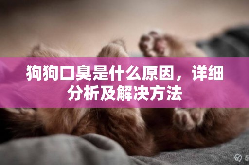 狗狗口臭是什么原因，詳細分析及解決方法