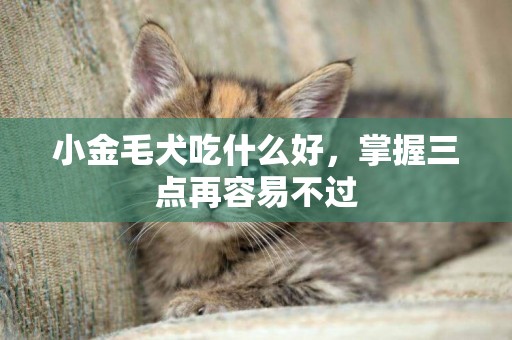 小金毛犬吃什么好，掌握三點再容易不過