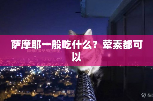 薩摩耶一般吃什么？葷素都可以
