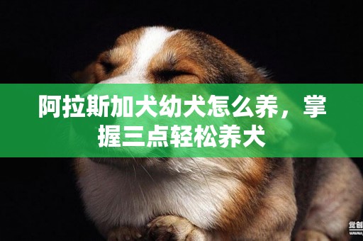 阿拉斯加犬幼犬怎么養，掌握三點輕松養犬