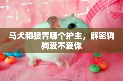 馬犬和狼青哪個護主，解密狗狗愛不愛你