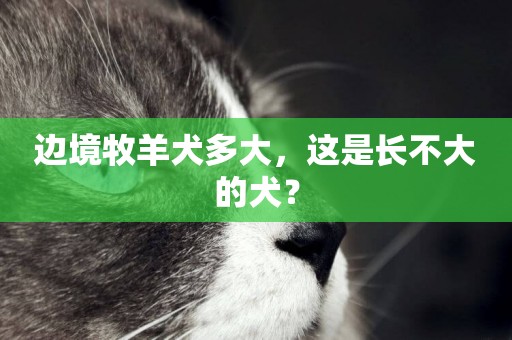 邊境牧羊犬多大，這是長不大的犬？