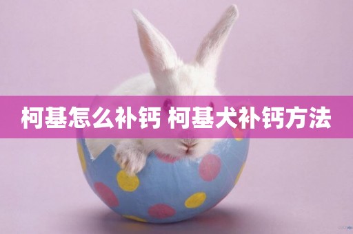 柯基怎么補鈣 柯基犬補鈣方法