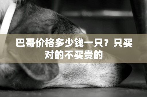 巴哥價格多少錢一只？只買對的不買貴的
