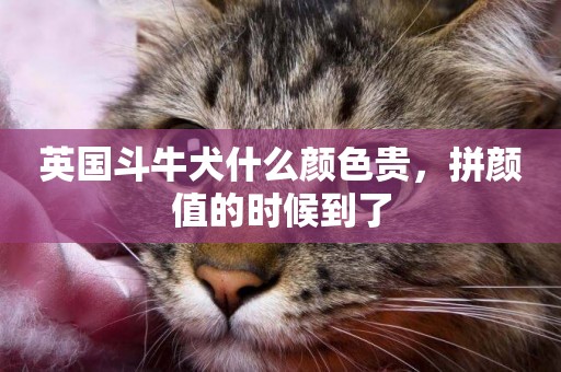 英國斗牛犬什么顏色貴，拼顏值的時候到了