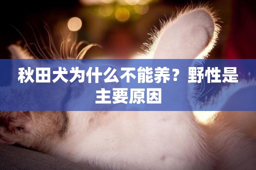 秋田犬為什么不能養？野性是主要原因