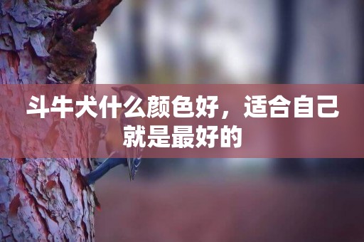 斗牛犬什么顏色好，適合自己就是最好的
