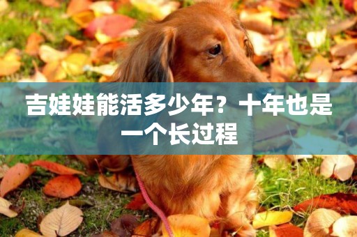 吉娃娃能活多少年？十年也是一個長過程