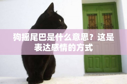 狗搖尾巴是什么意思？這是表達感情的方式