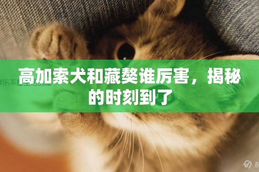 高加索犬和藏獒誰厲害，揭秘的時刻到了