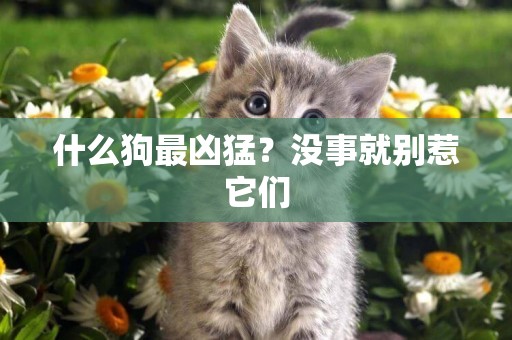什么狗最兇猛？沒事就別惹它們