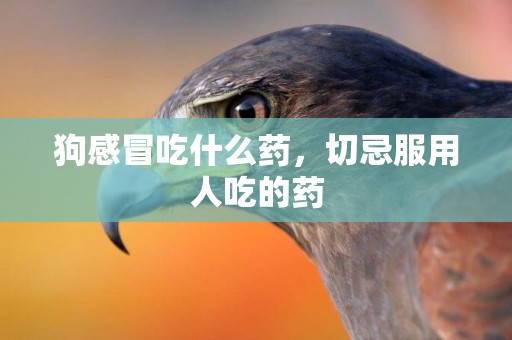 狗感冒吃什么藥，切忌服用人吃的藥