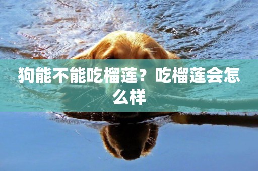 狗能不能吃榴蓮？吃榴蓮會怎么樣