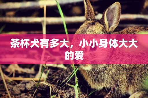 茶杯犬有多大，小小身體大大的愛