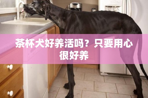 茶杯犬好養活嗎？只要用心很好養