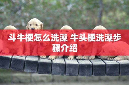 斗牛梗怎么洗澡 牛頭梗洗澡步驟介紹