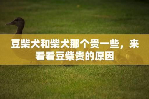 豆柴犬和柴犬那個貴一些，來看看豆柴貴的原因