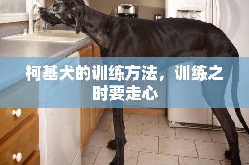 柯基犬的訓練方法，訓練之時要走心