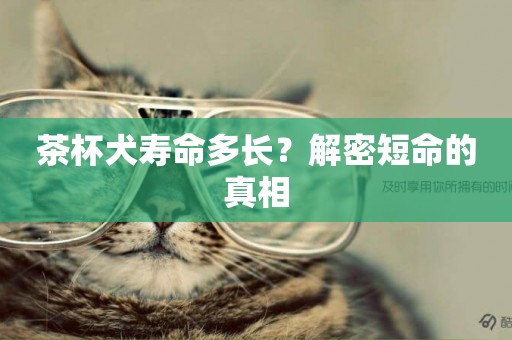 茶杯犬壽命多長？解密短命的真相