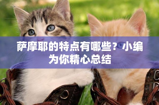 薩摩耶的特點有哪些？小編為你精心總結
