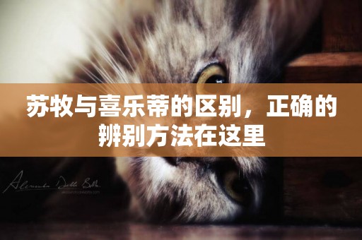 蘇牧與喜樂蒂的區別，正確的辨別方法在這里