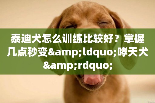 泰迪犬怎么訓練比較好？掌握幾點秒變&ldquo;哮天犬&rdquo;