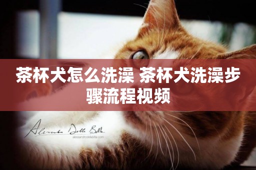 茶杯犬怎么洗澡 茶杯犬洗澡步驟流程視頻