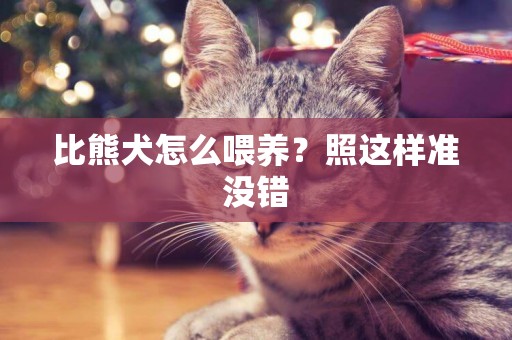 比熊犬怎么喂養？照這樣準沒錯