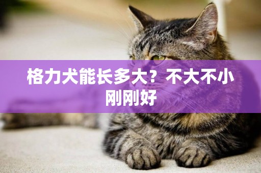 格力犬能長多大？不大不小剛剛好