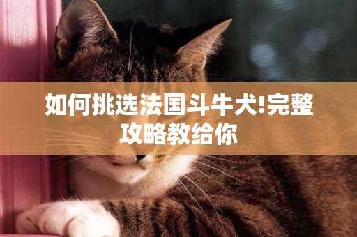 如何挑選法國斗牛犬!完整攻略教給你