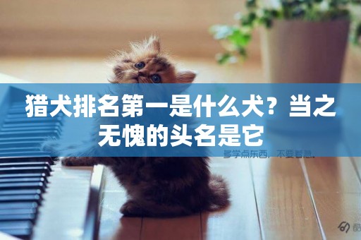 獵犬排名第一是什么犬？當之無愧的頭名是它