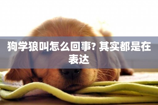 狗學狼叫怎么回事? 其實都是在表達
