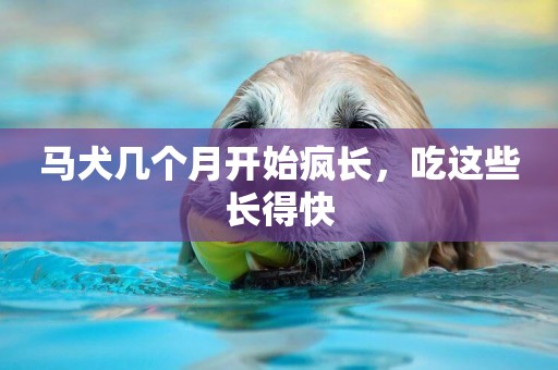 馬犬幾個月開始瘋長，吃這些長得快