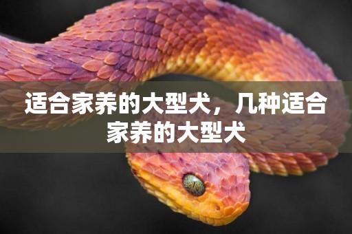 適合家養的大型犬，幾種適合家養的大型犬