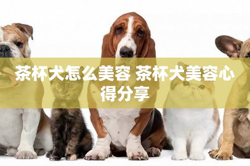 茶杯犬怎么美容 茶杯犬美容心得分享