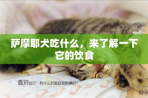 薩摩耶犬吃什么，來了解一下它的飲食
