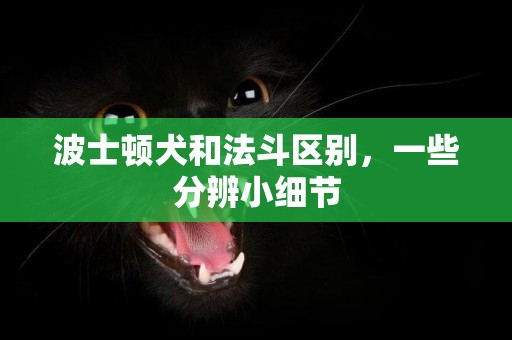 波士頓犬和法斗區別，一些分辨小細節