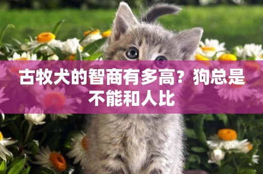 古牧犬的智商有多高？狗總是不能和人比