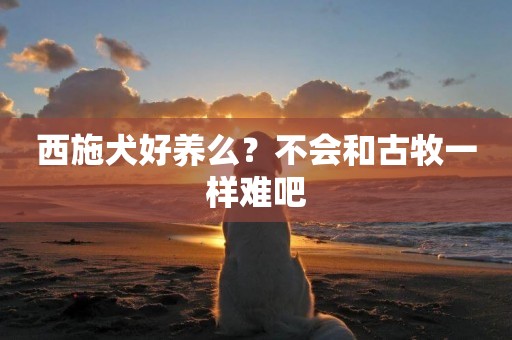 西施犬好養么？不會和古牧一樣難吧