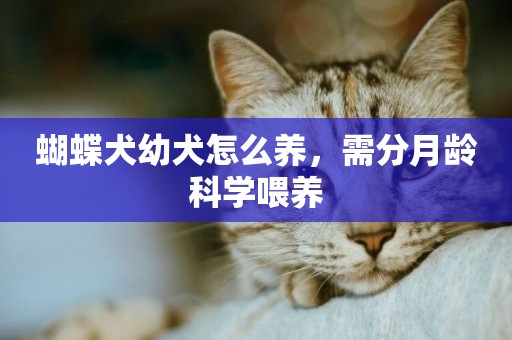 蝴蝶犬幼犬怎么養，需分月齡科學喂養